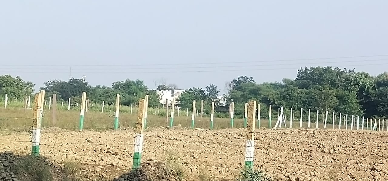जावद की नेतागिरी के सामने बेब्स साबित हो रहे हैं अधिकारी। कलेक्टर  के आदेश का उल्लंघन करना हो गई है आम बात!जानिए क्या है राज….